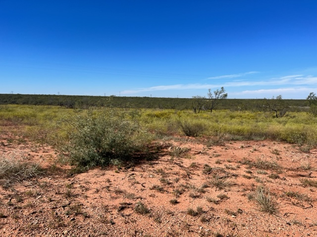 View of a clearing