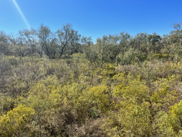 Mesquite pastures