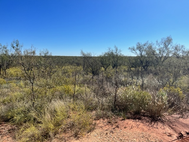 Mesquite pastures