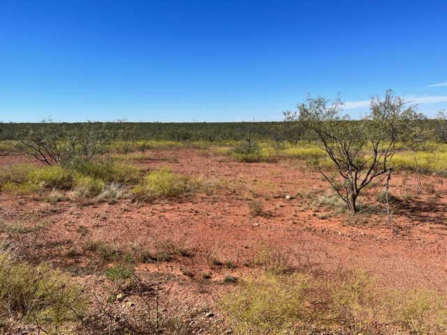 View of a clearing
