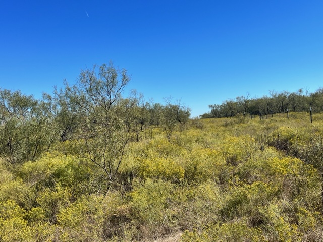 Mesquite pastures