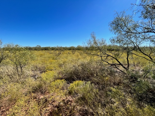 Mesquite pastures
