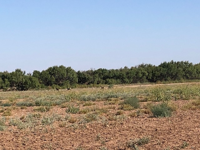 Around the property