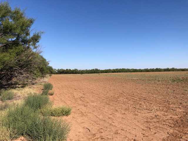Cultivated acreage