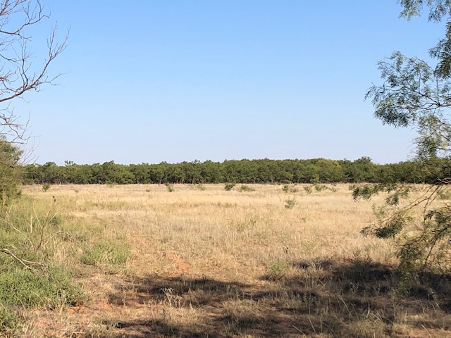 Former cultivation