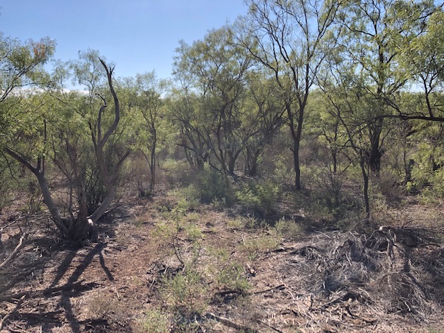 View of the mesquite pasture