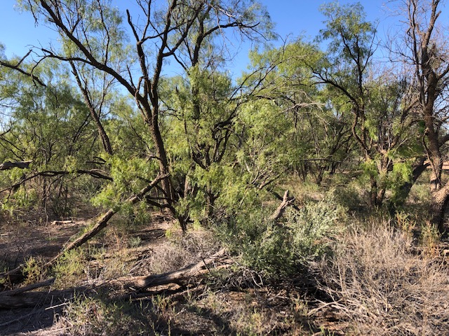 View of the mesquite pasture
