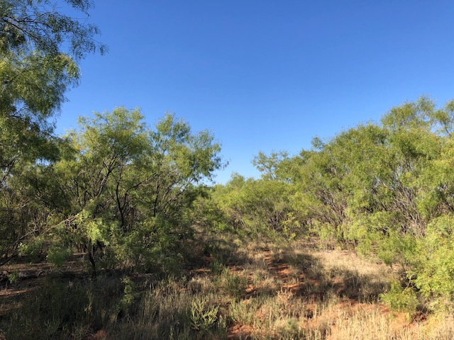 View of the mesquite pasture
