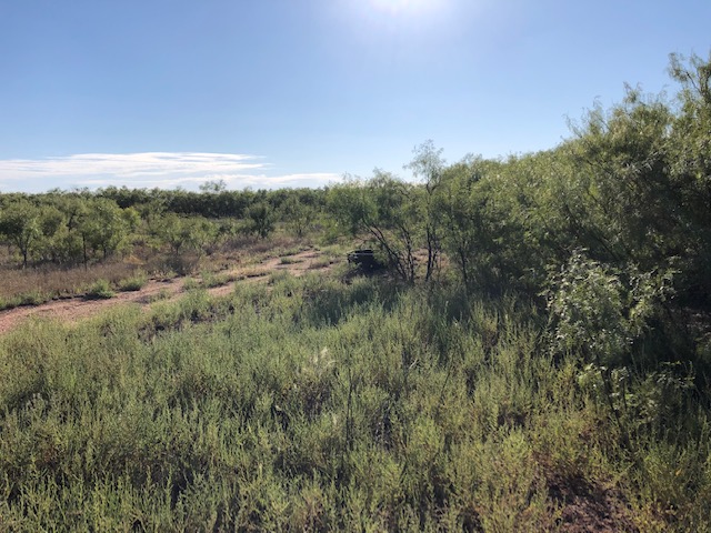 View of the mesquite pasture