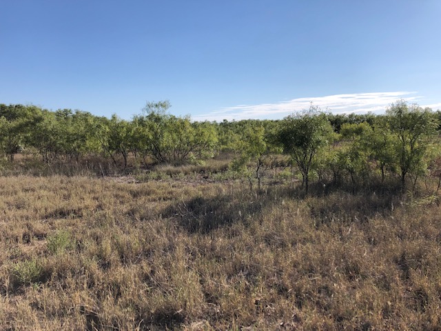 View of the mesquite pasture