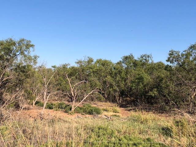 View of the mesquite pasture