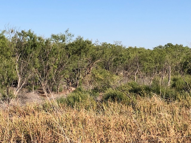 View of the mesquite pasture