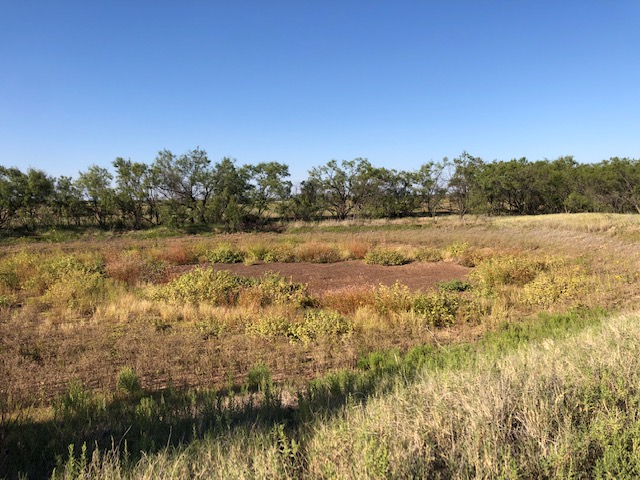 View of the mesquite pasture